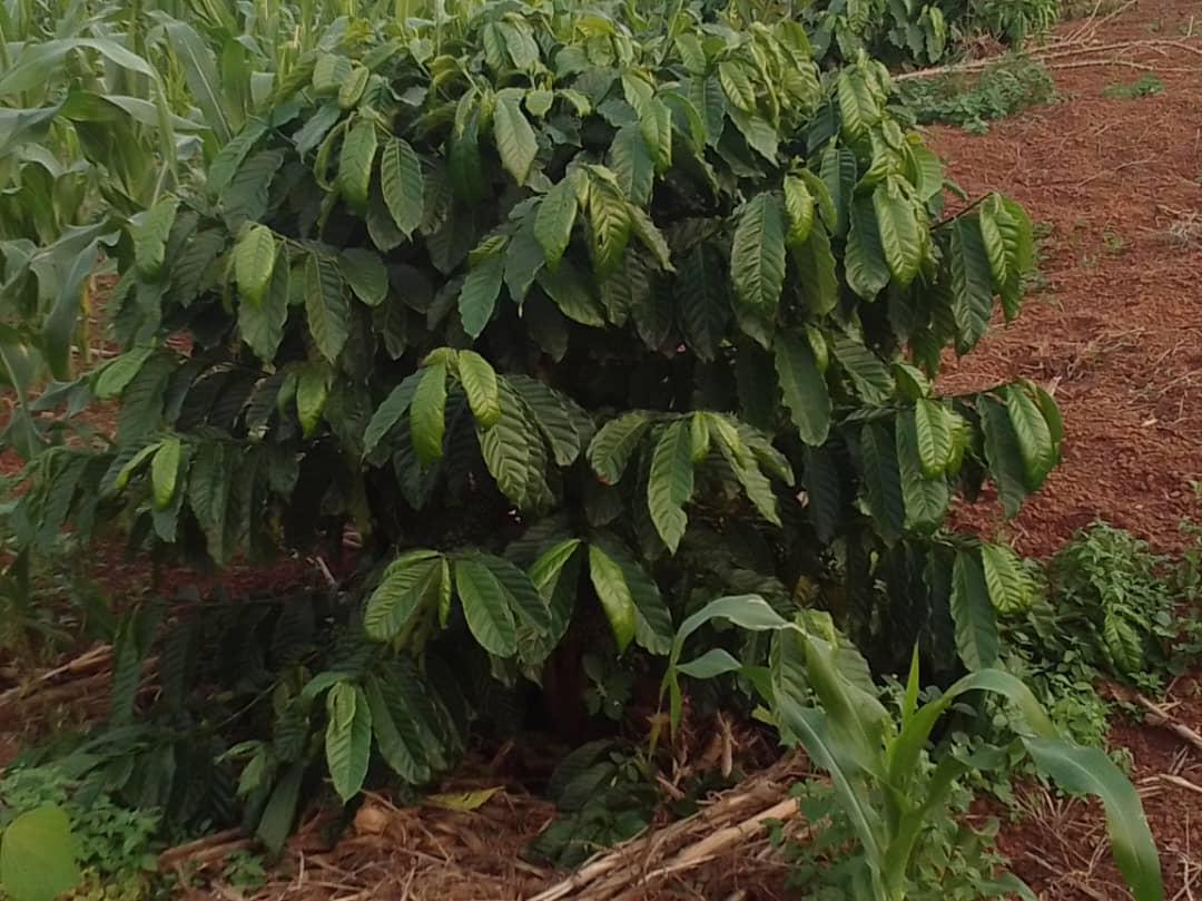 Coffee crop