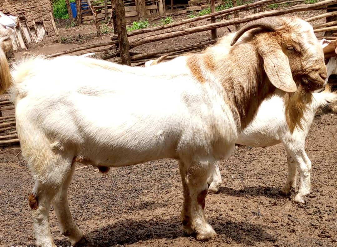 KSDO representative in Uganda