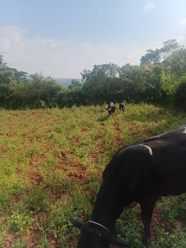 Cattle grazing in a Ugandan field