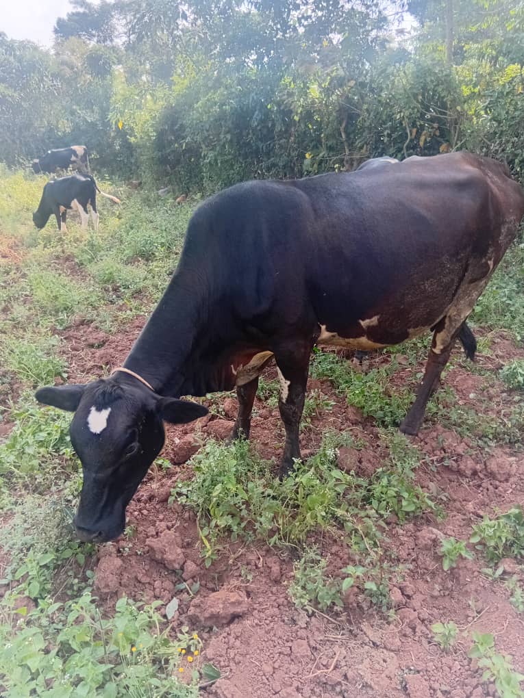 Livestock in a field