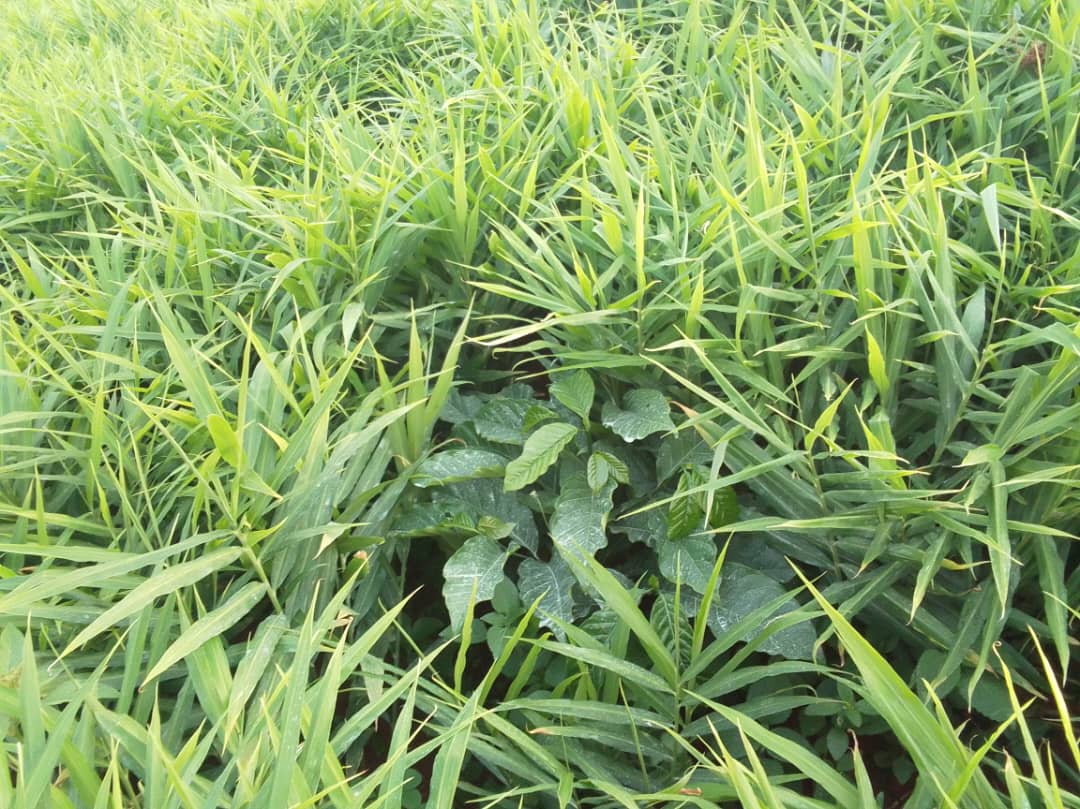 Mixed crop field