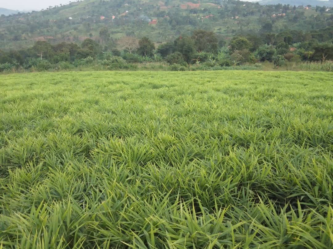 Agricultural field in Uganda